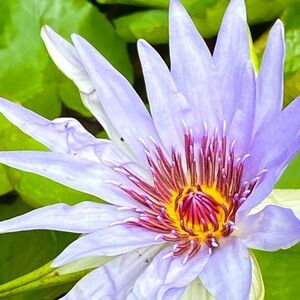 Meet your Posher, Memphis!